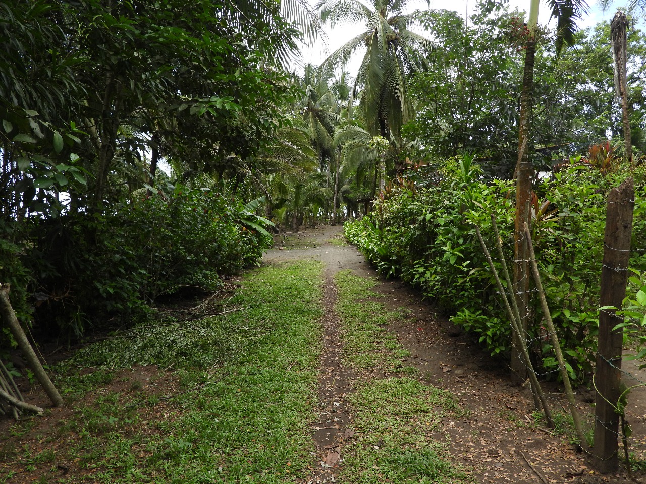 Sendero tropical verde