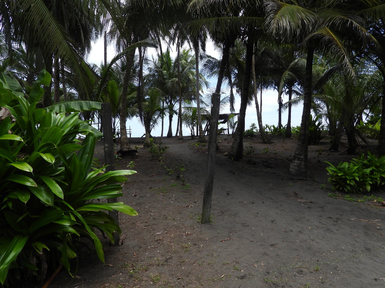 Camino de palmeras hacia el mar