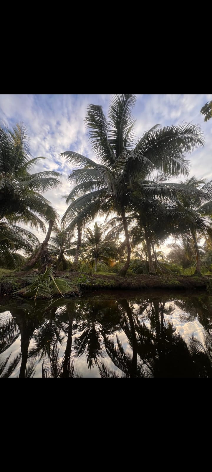 Palmeras reflejadas en el agua